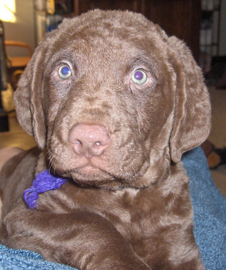 dogstare